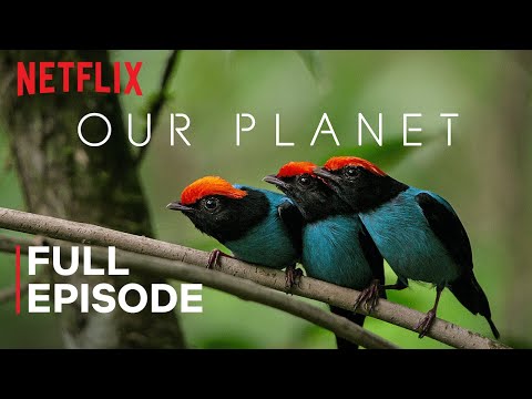 Netflix Our Planet